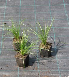 Deschampsia caespitosa 'Pálava'